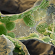 Image for article titled Photos of the Amazing and Gruesome World Under a Microscope
